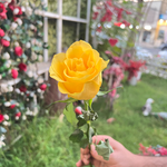 Single Flowers - Yellow